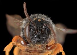   Xenostelis polychroma  female face, photo: C. Ritner copy; Division of Entomology, University of Kansas Biodiversity Institute 
