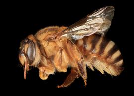   Apianthidium apiforme  female lateral habitus, photo: C. Ritner copy; Division of Entomology, University of Kansas Biodiversity Institute 
