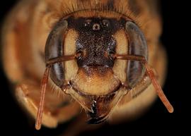   Apianthidium apiforme  female face, photo: C. Ritner copy; Division of Entomology, University of Kansas Biodiversity Institute 

