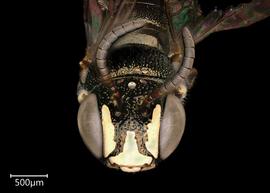   Ceratina  sp. male face, photo: Joshua Hengel 
