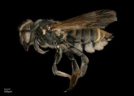   Chalepochile tacanensis  female lateral habitus, photo: Chelsey Ritner 
