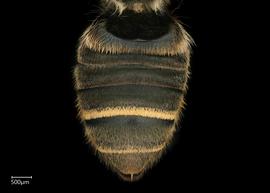   Chalepochile tacanensis  female abdomen, photo: Chelsey Ritner 
