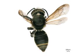   Megachile  ( Ptilosarus ) nbsp; sp. femalenbsp;dorsal habitus, photo: Joshua Hengel 
