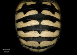   Anthidium placitum nbsp;female abdomen, photo: Jeni Sidwell 
