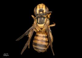   Ceratina  sp. female dorsal habitus, photo: Joshua Hengel 
