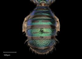   Ceratina  sp. male abdomen, photo: Joshua Hengel 
