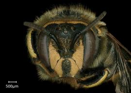   Anthidium formosum nbsp;female face, photo: Chelsey Ritner
