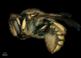  Anthidium formosum nbsp;female lateral habitus, photo: Chelsey Ritner 
