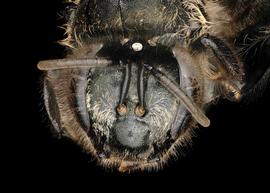   Apis andreniformus  female face, photo: T. Brady 
