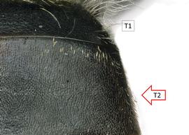   Apis andreniformis  female punctate integument of T2, photo: S. Burrows 
