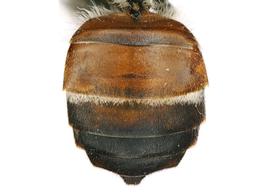   Apis florea  female abdomen, photo: S. Burrows 
