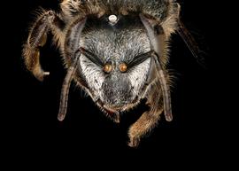   Apis florea  female face, photo: T. Brady 
