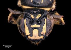   Ceratina  sp. male face, photo: Joshua Hengel 
