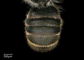   Chalepochile tacanensis  male abdomen, photo: Chelsey Ritner 
