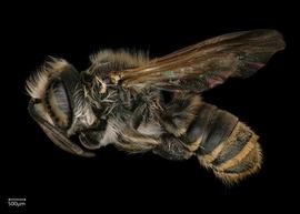   Chalepochile tacanensis  male lateral habitus, photo: Chelsey Ritner 
