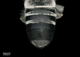   Hackeriapis aurifrons  female abdomen, photo: Colleen Meidt 
