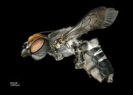   Hackeriapis aurifrons  female lateral habitus, photo: Colleen Meidt
