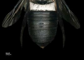   Hackeriapis lucidiventrisnbsp; female abdomen, photo: Colleen Meidt 
