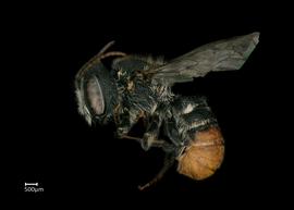   Hackeriapis aff. variabilisnbsp; male lateral habitus, photo: Colleen Meidt 
