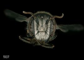   Hackeriapis aff. variabilisnbsp; male face, photo: Colleen Meidt 
