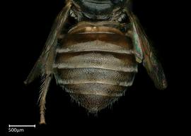   Ceratinanbsp; ( Copoceratina ) sp.nbsp;male abdomen, photo: Brooke Bagot 
