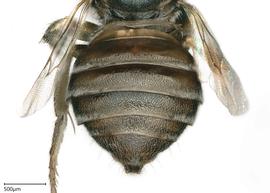   Ceratina sp.  male abdomen. photo: Brooke Bagot 
