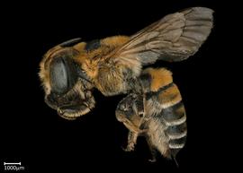   Pseudomegachile lanata  female lateral habitus, photo: Colleen Meidt 
