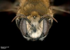  Pseudomegachile lanata  male face, photo: Colleen Meidt 

