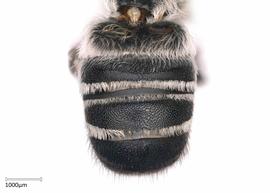   Hackeriapisnbsp;aurifrons nbsp;male terga, photo: Colleen Meidt 
