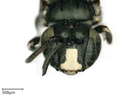   Ceratina sp.  face. photo: Chelsey Ritner 
