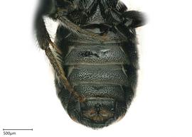   Ceratina sp.  photo: Chelsey Ritner 
