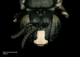   Ceratina  ( Copoceratina ) sp. male face, photo: Brooke Bagot 
