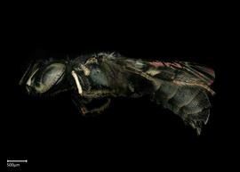   Ceratinanbsp; ( Copoceratina ?) sp. male lateral habitus, photo: Brooke Bagot 
