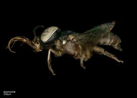   Ceratinanbsp; ( Copoceratina ) sp.nbsp;male lateral habitus, photo: Brooke Bagot 
