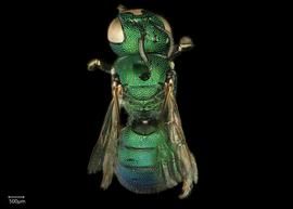   Ceratina binghami  female dorsal habitus, photo: Chelsey Ritner 
