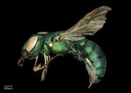   Ceratina binghami  female lateral habitus, photo: Chelsey Ritner 
