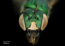   Ceratina binghami  female face, photo: Chelsey Ritner 
