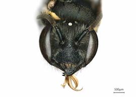   Megachilenbsp; ( Ptilosarus ) nbsp; sp.nbsp;female face, photo: Joshua Hengel 
