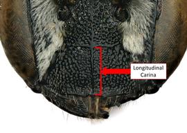   Noteriades jenniferae  female with longitudinal carina, photo: C. Ritner 
