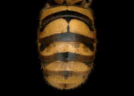   Hoplostelis multiplicata  female abdomen, photo: C. Ritner 
