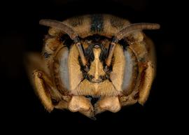   Hoplostelis multiplicata  female face, photo: C. Ritner 
