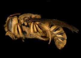   Hoplostelis multiplicata  female lateral habitus, photo: C. Ritner 
