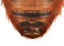   Prodioxys carnea  male S6, photo: C. Ritner copy; Division of Entomology, University of Kansas Biodiversity Institute 
