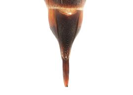   Paradioxys ruyanensis  female S6, photo: C. Ritner copy; Division of Entomology, University of Kansas Biodiversity Institute 
