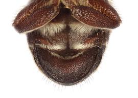   Matangapis  sp. male sterna, photo: C. Ritner copy; Division of Entomology, University of Kansas Biodiversity Institute 
