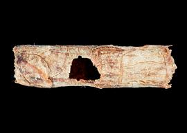   Megachile rotundata  nest cell, photo: C. Ritner 
