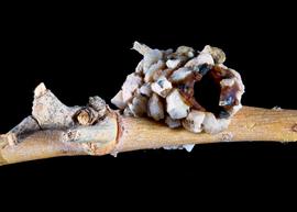   Dianthidium implicatum  nest, photo: C. Ritner 
