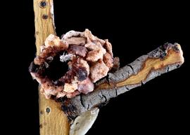   Dianthidium parkeri  nest, photo: C. Ritner 
