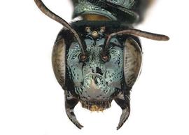   Ceratina pacifica , male eyes. photo: Chelsey Ritner 
