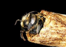   Megachile rotundata  nest cell with an emerging adult, photo: C. Ritner 
